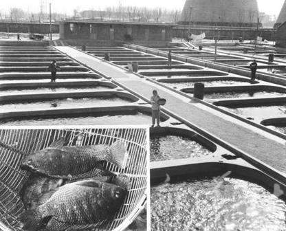 中國羅非魚八九十年代擴散全國